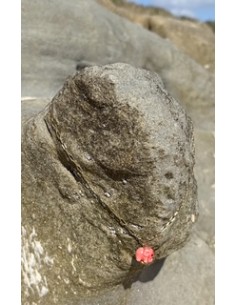 Jaipur "Elefante rosa"